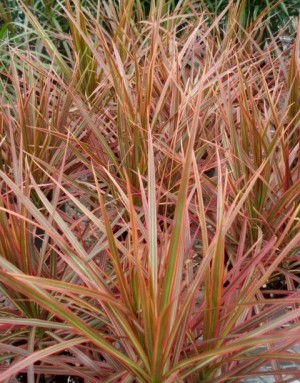 6in Colorama Marginata