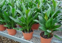 6in Cordyline Glauca