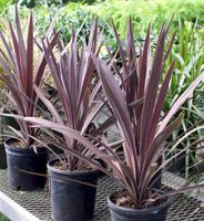 6in Cordyline Sensation