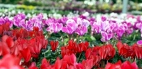 6in Cyclamen