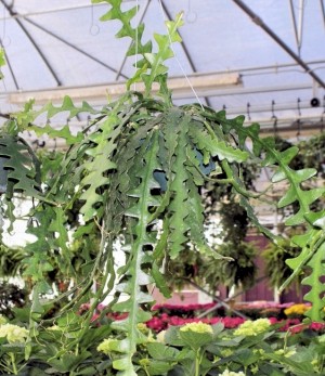 6in Epiphyllum Zig Zag