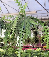 6in Epiphyllum Zig Zag