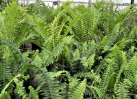 6in Ferns - Assorted