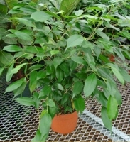 6in Ficus Benjamina Bush