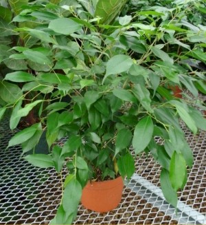 6in Ficus Benjamina Bush