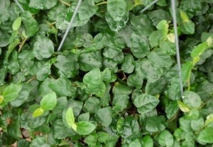 6in Ficus Repens - Green