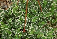 6in Ficus Repens - Variegated