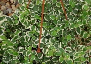 6in Ficus Repens - Variegated