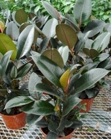 6in Ficus Rubber Bush.jpg