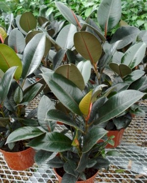 6in Ficus Rubber Bush.jpg