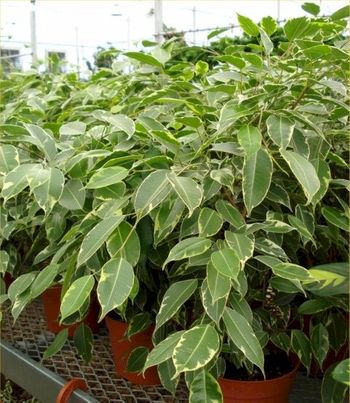 6in Ficus Spearmint.