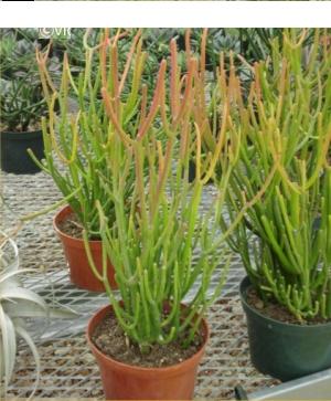 6in Fire Sticks Euphorbia
