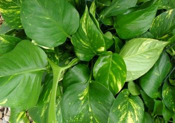 6in Golden Pothos