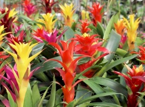 6in Guzmania - Assorted