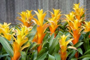 6in Guzmania Marjan yellow orange