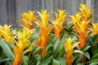 6in Guzmania Marjan yellow orange