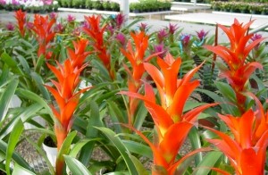 6in Guzmania Ostara orange red