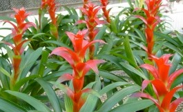6in Guzmania Rana