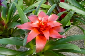 6in Guzmania Starlight