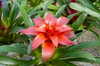 6in Guzmania Starlight