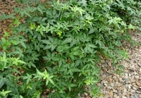 6in Hedera - Green Assorted