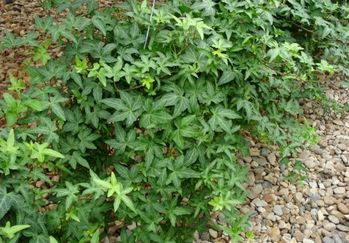 6in Hedera - Green Assorted