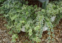 6in Hedera - Variegated