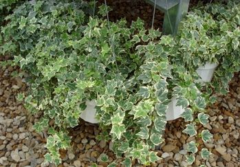 6in Hedera - Variegated