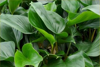 6in Homalomena Emerald Gem