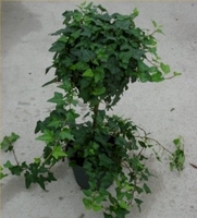 6in Ivy Ball - 22" tall