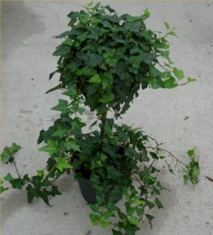 6in Ivy Ball - 22" tall