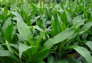 6in Janet Craig Tip 2ppp