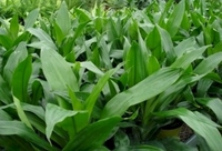 6in Janet Craig Tip 2ppp