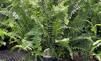 6in Kimberly Queen Fern
