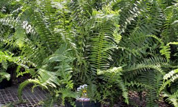 6in Kimberly Queen Fern