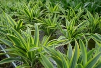 6in Lemon Lime Warneckii