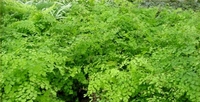 6in Maidenhair Fern