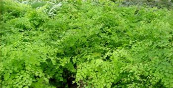 6in Maidenhair Fern