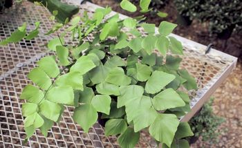 6in Maidenhair Fern - Silver Dollar