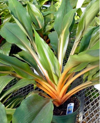 6in Mandarin Orange Chlorophytum