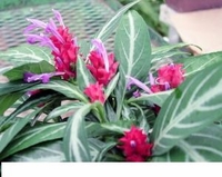 6in Maracas Fireworks