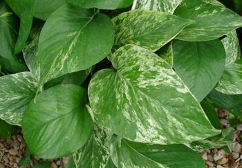 6in Marble Queen Pothos