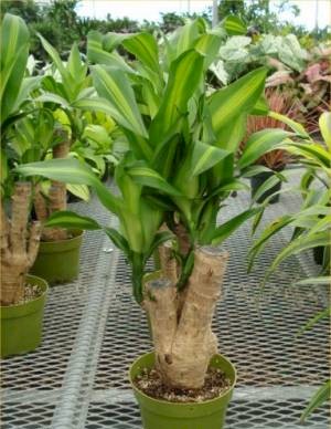 6in Massangeana Stump