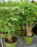 6in Ming Aralia