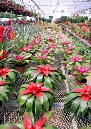 6in Neoregelia - Assorted