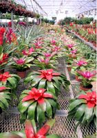 6in Neoregelia - Assorted