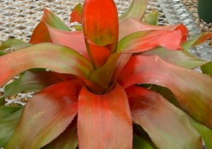 6in Neoregelia Tangerine