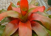 6in Neoregelia Tangerine