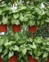 6in Nephthytis White Butterfly