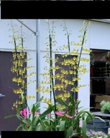 6in Oncidium Hybrid